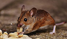 24 Hour & Emergency Exterminators in Coeur D Alene, ID